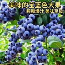 蓝莓新鲜上市，莱克西蓝莓大量供应货源充足，支持全国发货