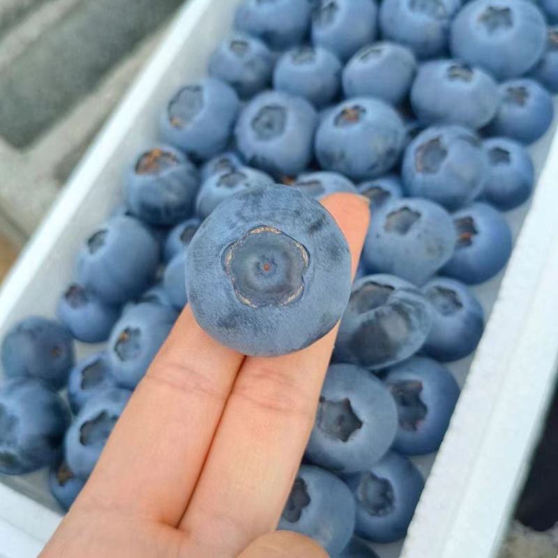 蓝莓新鲜上市，莱克西蓝莓大量供应货源充足，支持全国发货