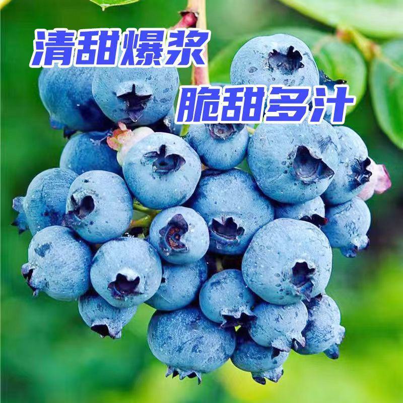 蓝莓新鲜上市，莱克西蓝莓大量供应货源充足，支持全国发货