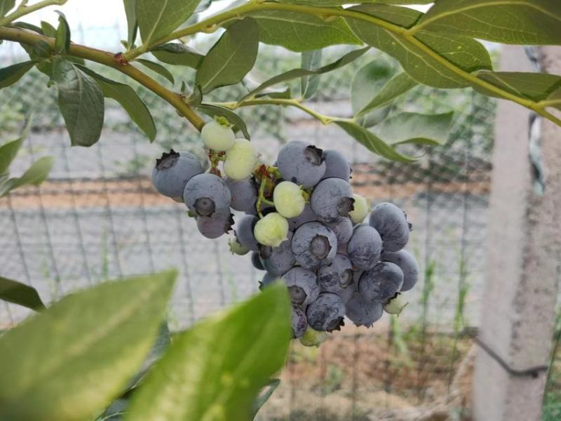 蓝莓新鲜上市，莱克西蓝莓大量供应货源充足，支持全国发货