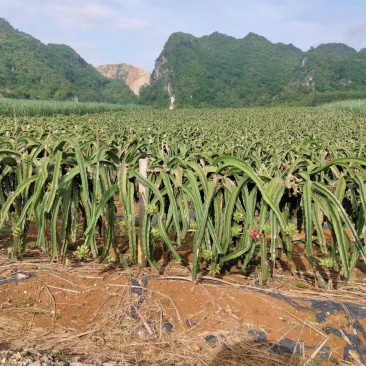 火龙果大量上市产地直销质优价廉