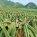 火龙果大量上市产地直销质优价廉
