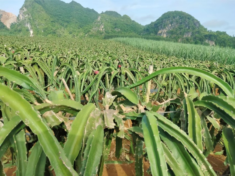 火龙果大量上市产地直销质优价廉