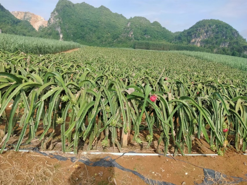 火龙果大量上市产地直销质优价廉