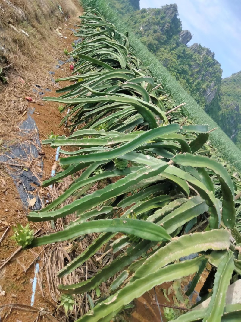 火龙果大量上市产地直销质优价廉