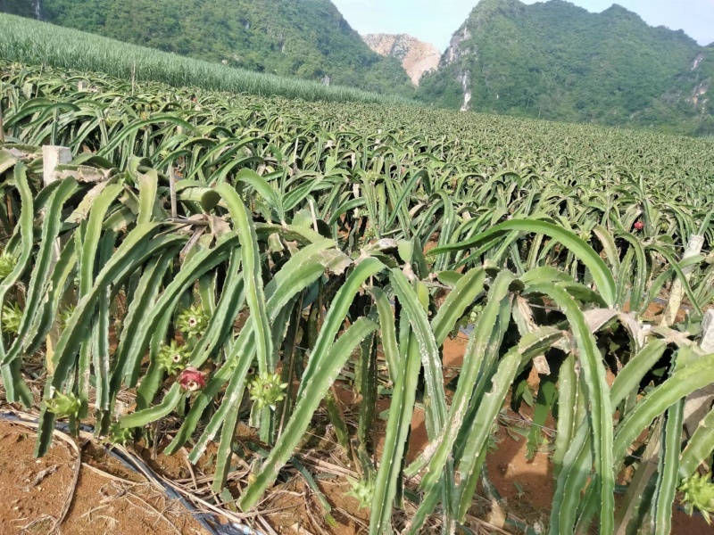 火龙果大量上市产地直销质优价廉