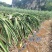 火龙果大量上市产地直销质优价廉