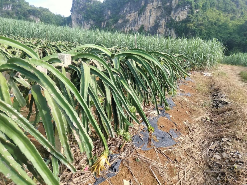 火龙果大量上市产地直销质优价廉