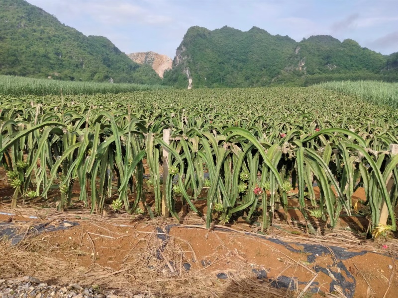火龙果大量上市产地直销质优价廉