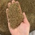 纯无硫蛇床子，货真价实，质量保证，可大货供应