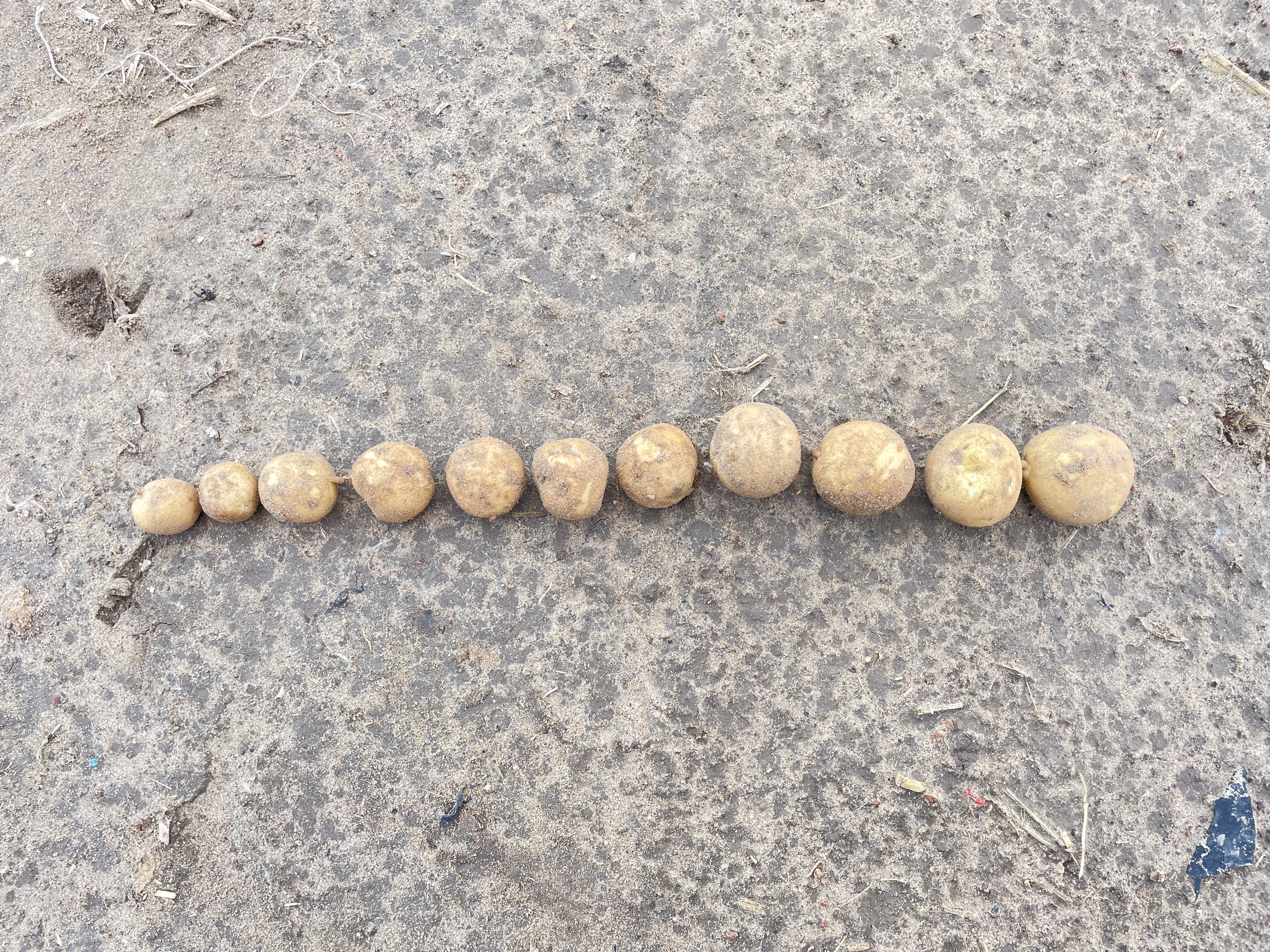 土豆与洋葱的对比