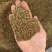 纯无硫蛇床子，货真价实，质量保证，可大货供应