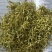 【实力】金银花，产地一手货源，保质保量，量大价优