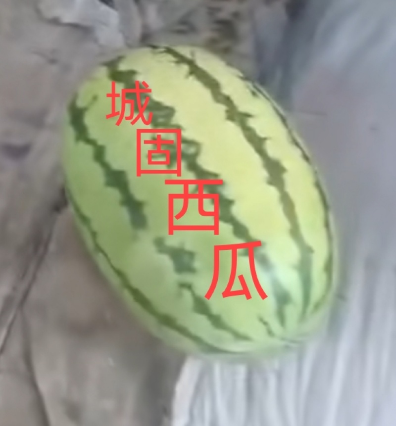 汉中西瓜【金城:金花西龙八号】10斤打底:全国发货现货