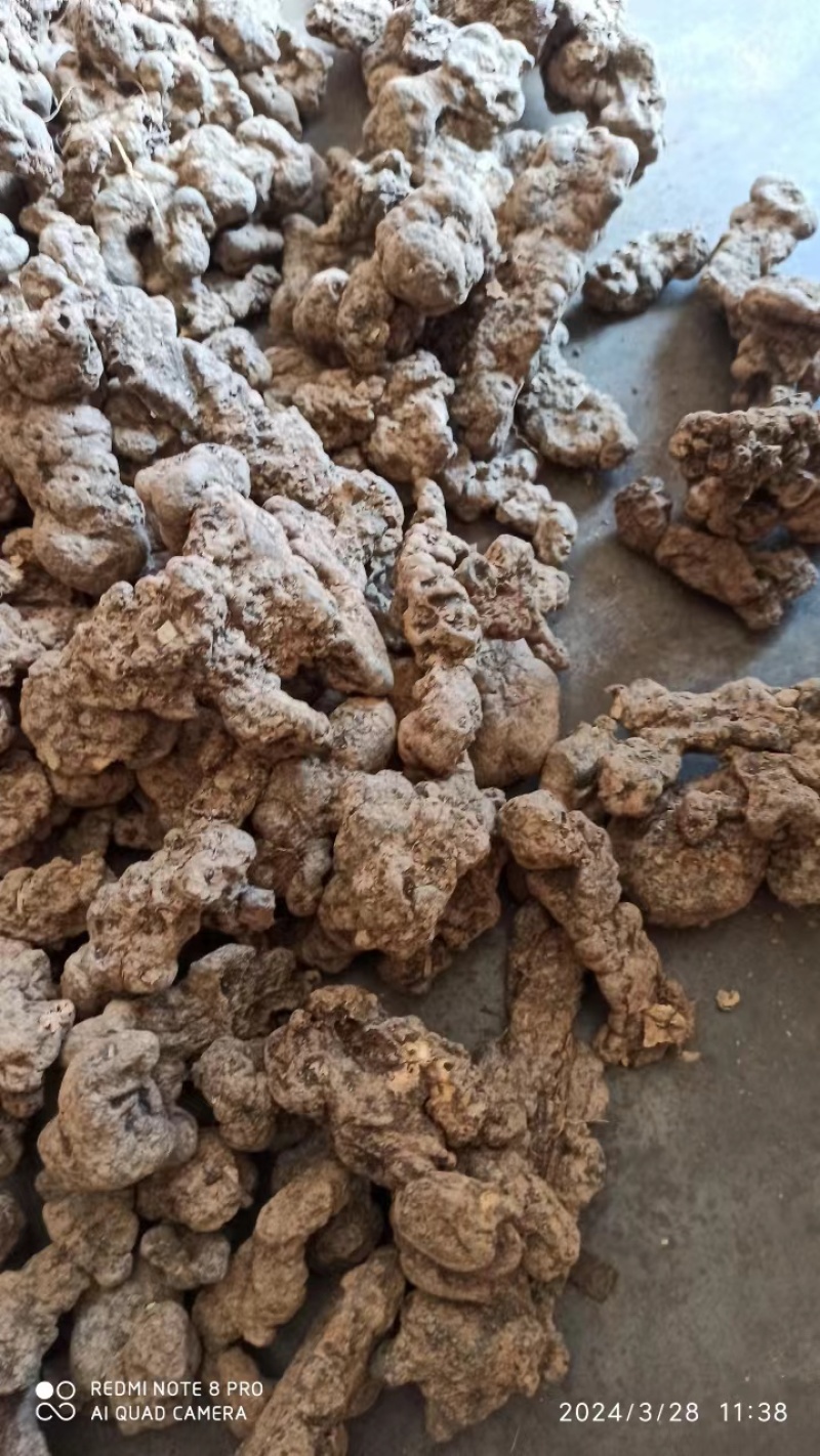 商洛中药材猪苓货量充足质量保证，产地直发欢迎选购
