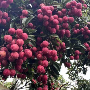红花荔枝