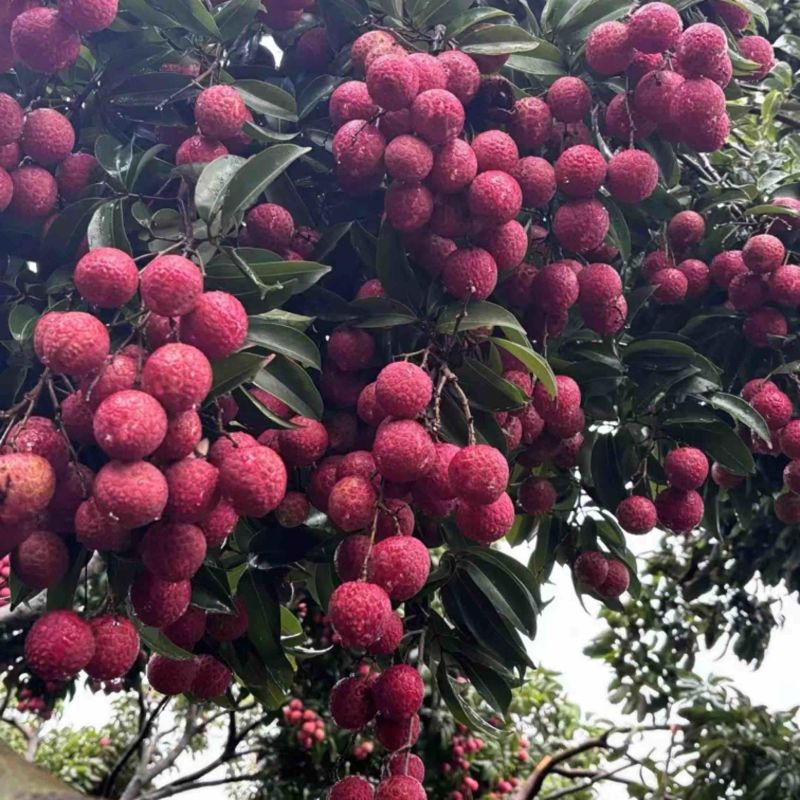 红花荔枝