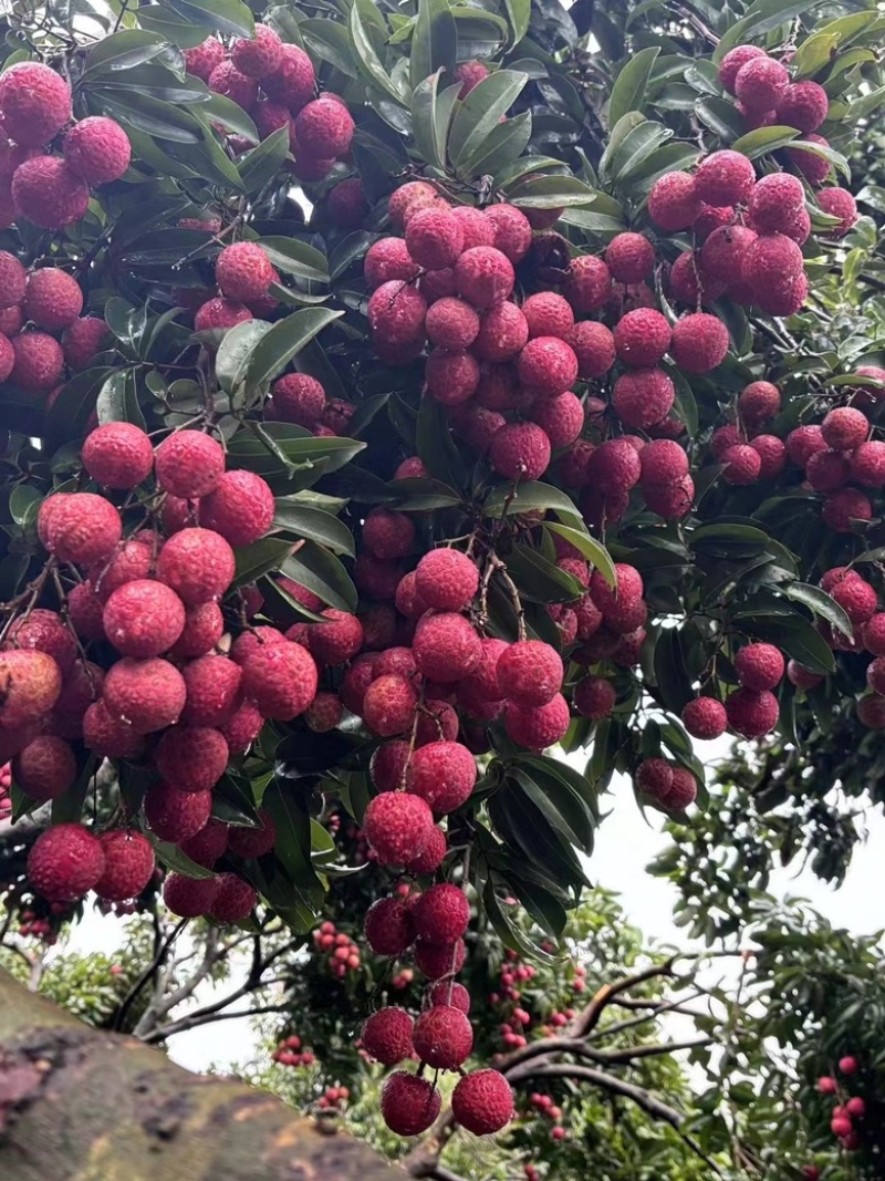 红花荔枝