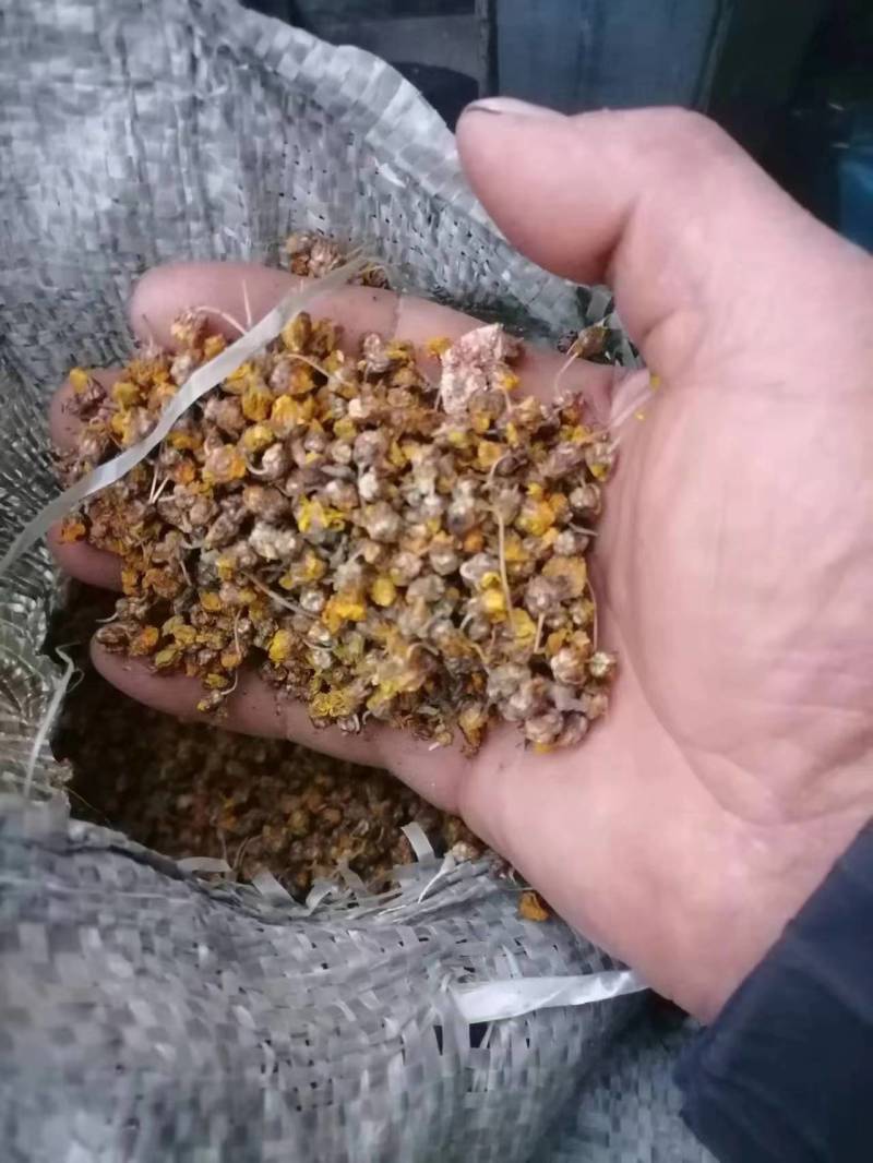 良药菊花野菊花产地直发，质量保证货源充足欢迎选购