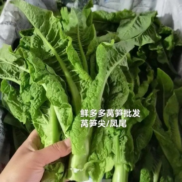 三青莴笋尖/圆叶莴笋尖/凤尾大量上市基地直发