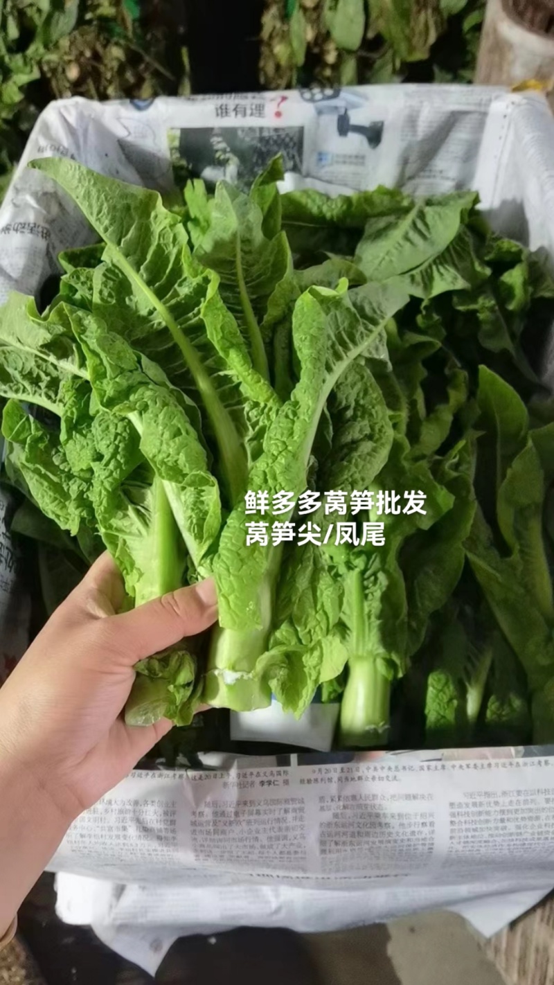 三青莴笋尖/圆叶莴笋尖/凤尾大量上市基地直发