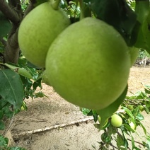 湖北早酥梨