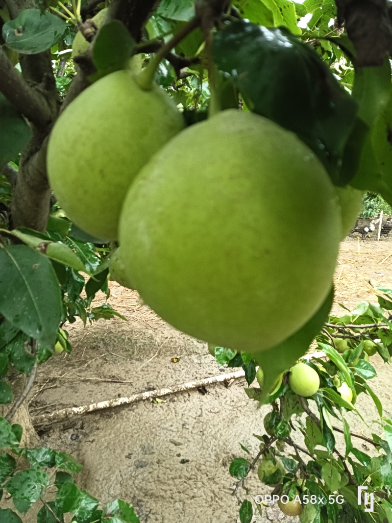 湖北早酥梨