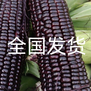 支持一件发货！山东精品黑甜糯供应电商，超市，市场。
