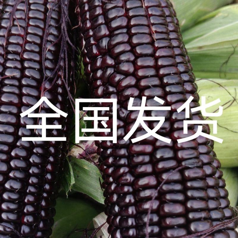 支持一件发货！山东精品黑甜糯供应电商，超市，市场。