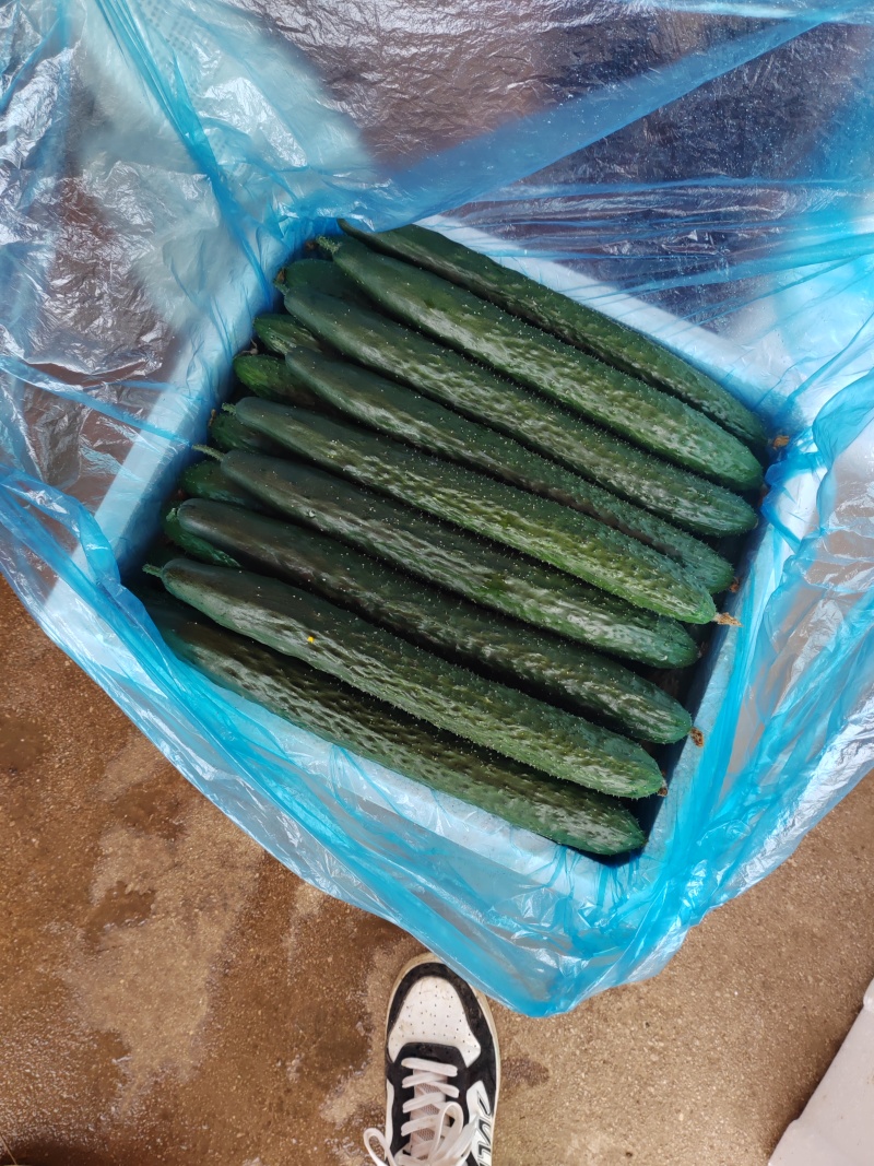贵州露天种植精品密刺青瓜，口感清脆，色泽光亮，现摘现发。