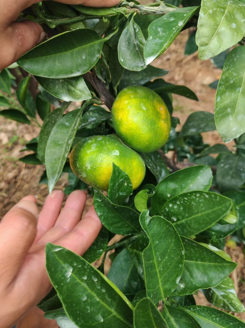 正宗云南高山蜜橘支持电商一件代发