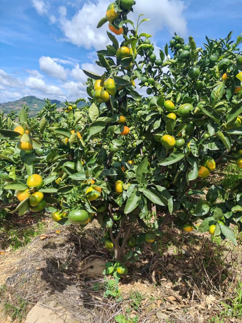 正宗云南高山蜜橘支持电商一件代发