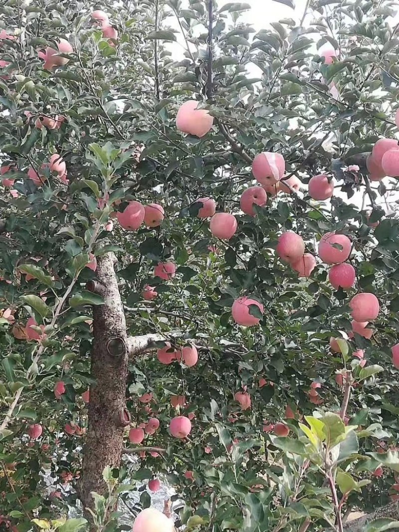 正宗栖霞苹果，美味可口酸甜适中对接全国生意欢迎采购