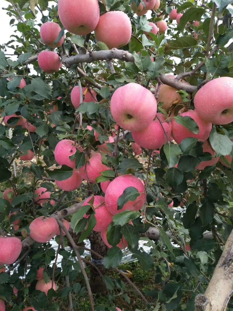 正宗栖霞苹果，美味可口酸甜适中对接全国生意欢迎采购