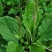 野生车前草野生干货整株干净新鲜无硫正品泡水中药