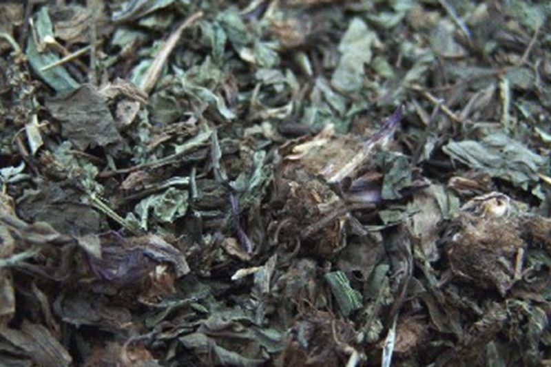 野生车前草野生干货整株干净新鲜无硫正品泡水中药