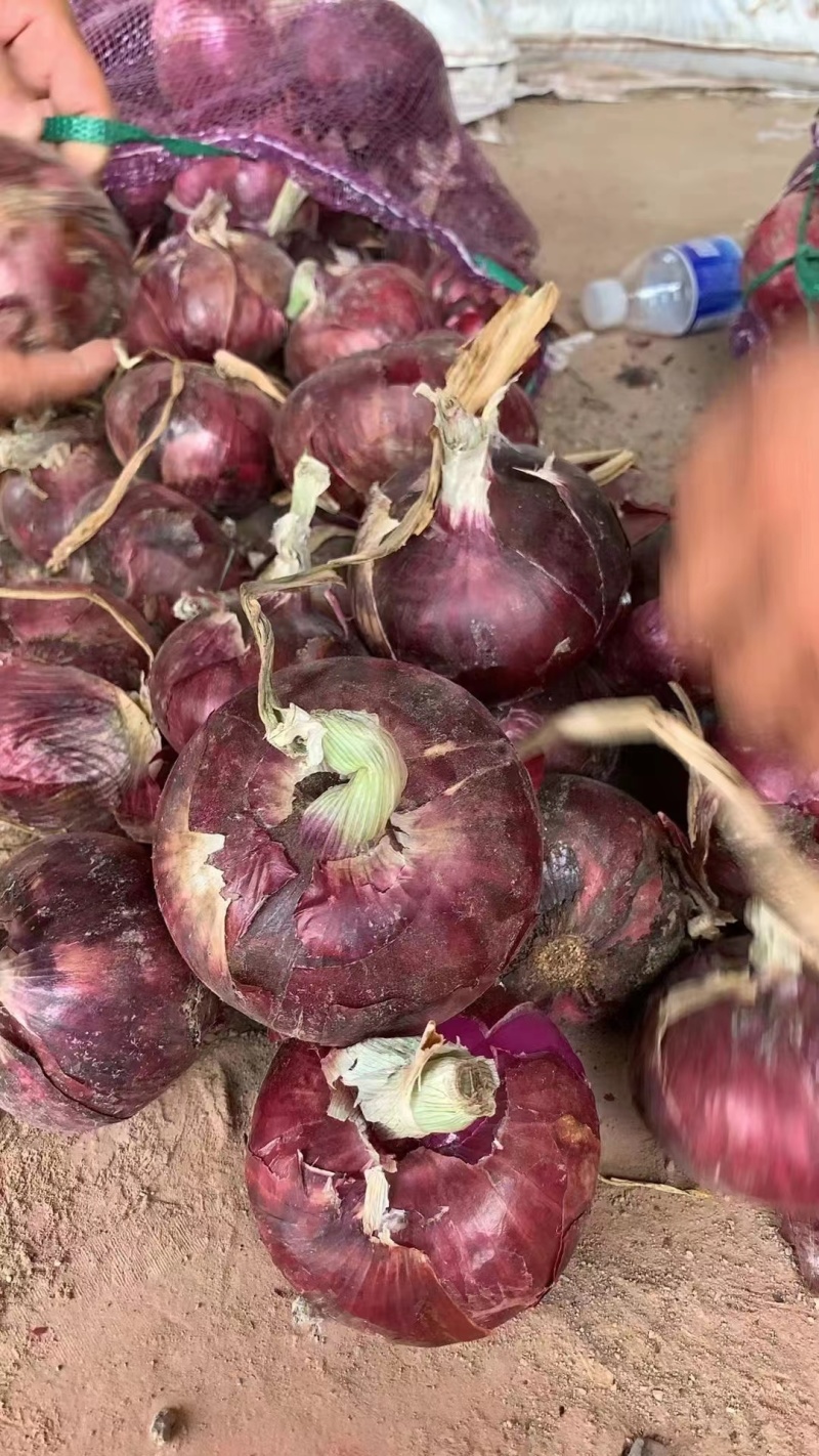 河南洋葱圆葱紫皮洋葱视频看货实地看货订货量大干净有网袋量