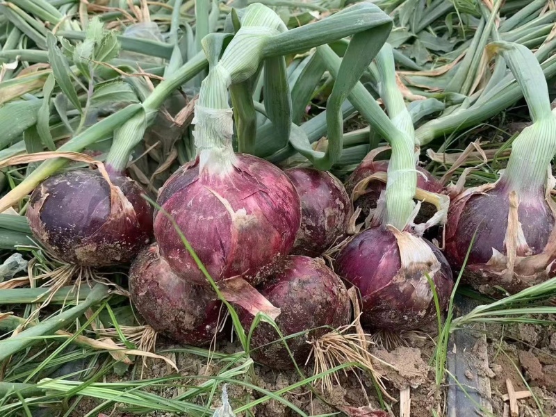 河南洋葱圆葱紫皮洋葱视频看货实地看货订货量大干净有网袋量