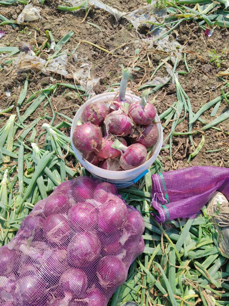 河南洋葱圆葱紫皮洋葱视频看货实地看货订货量大干净有网袋量