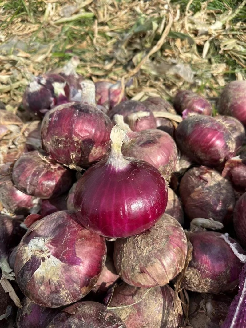 河南洋葱圆葱紫皮洋葱视频看货实地看货订货量大干净有网袋量