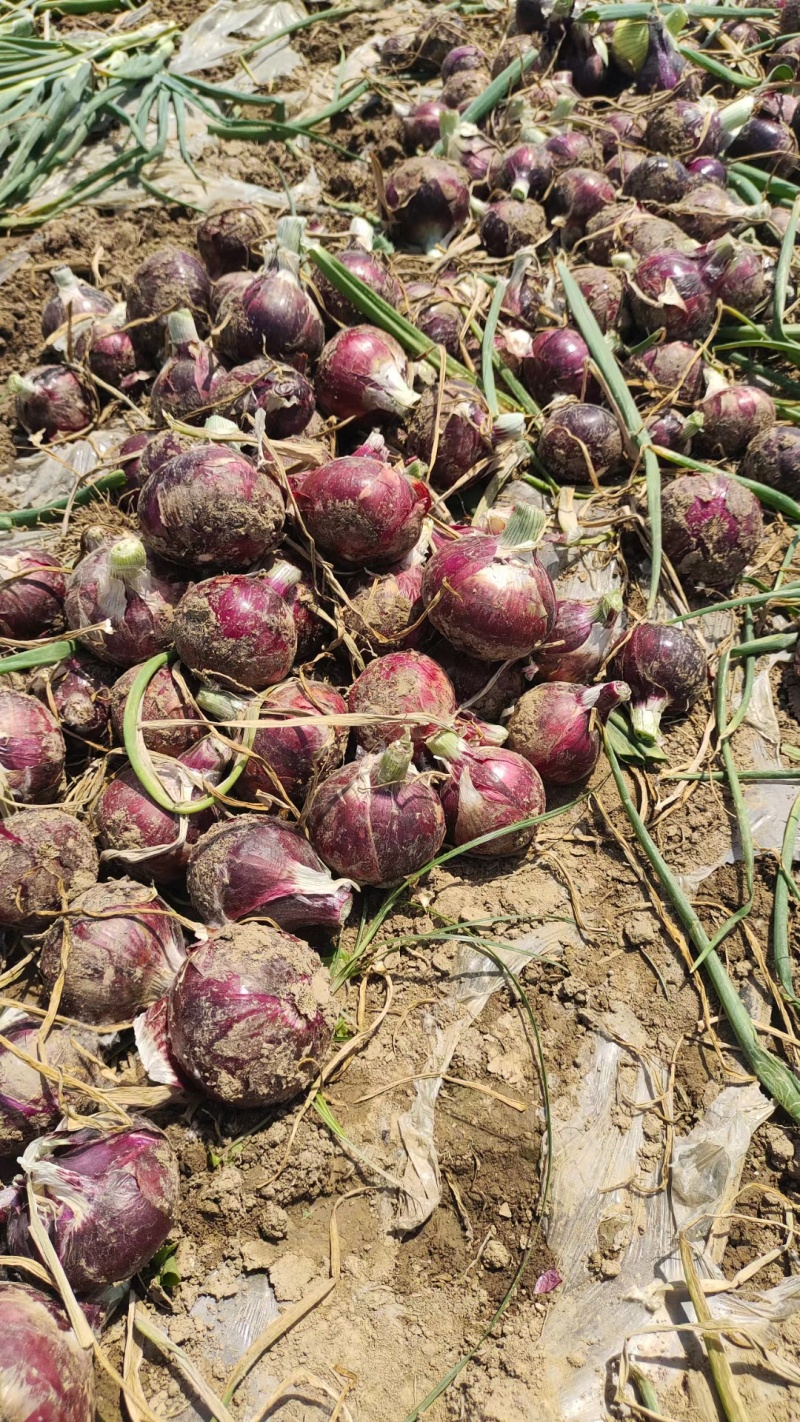 河南洋葱圆葱紫皮洋葱视频看货实地看货订货量大干净有网袋量