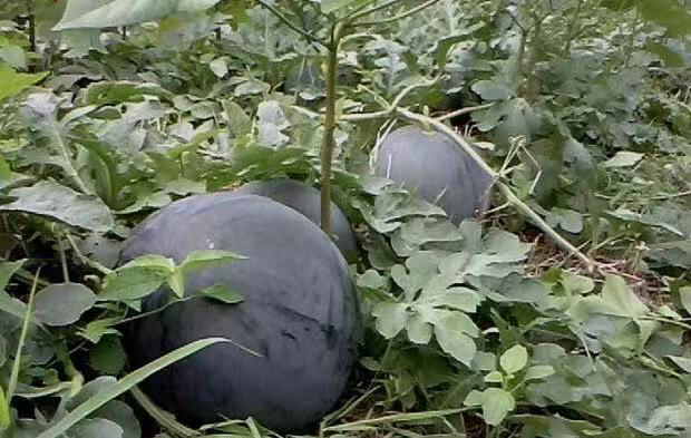 洞庭一号无籽西瓜果肉特写 洞庭一号无籽西瓜果肉特写