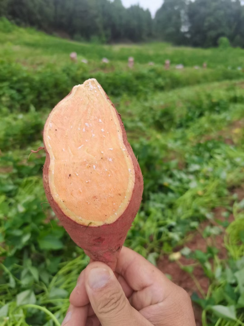 河南通许沙地西瓜红红薯表皮干净暑行漂亮无擦伤按要求分拣
