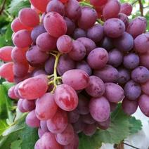 克伦生葡萄产地直供价格美丽品质保证供应全国各地档口商超