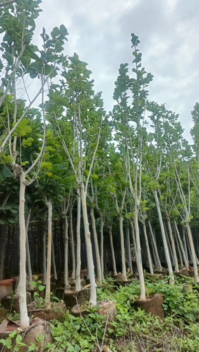 【精品紫玉兰】苗圃基地直发，绿化观赏，欢迎来电咨询下单