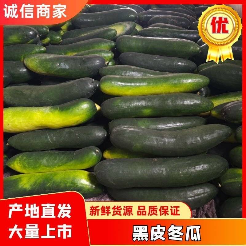 冬瓜，宜城冬瓜，黑皮冬瓜，冬瓜产地