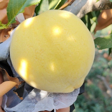 山东沂源黄金蜜桃大量上市！