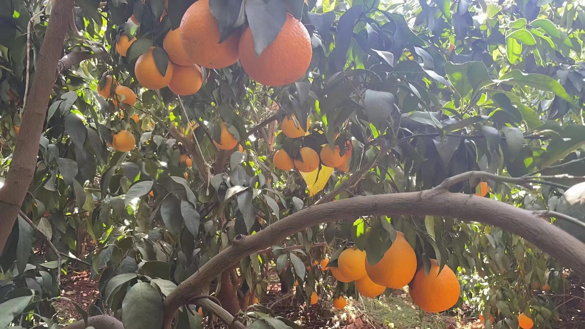 红美人柑桔果园实景图