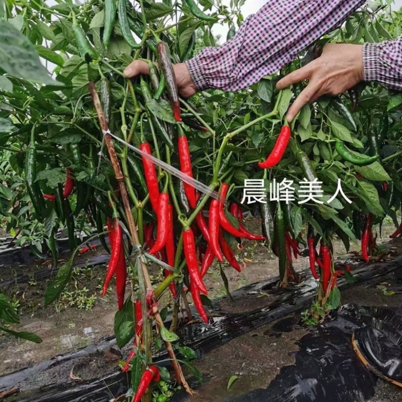 月丰皱皮辣椒种子，一代杂交品种抗病性强高产品种种子