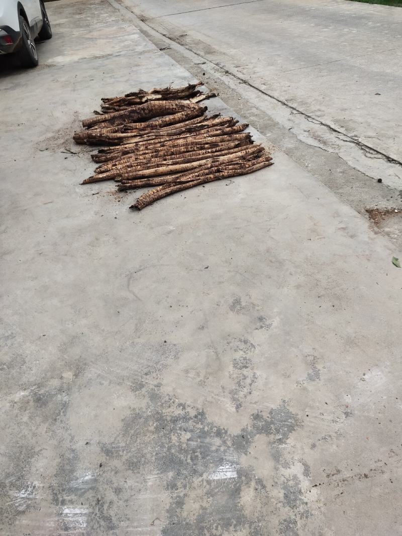 桑树根皮大量有货需要的联系